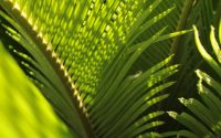 Picture of green palm fronds.